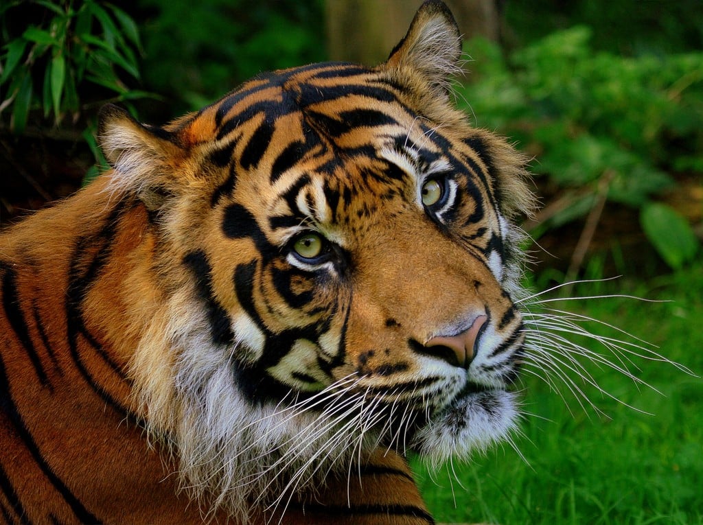 tigre del zoo de chester