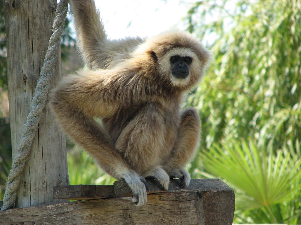 Zoo Lagos en portugal