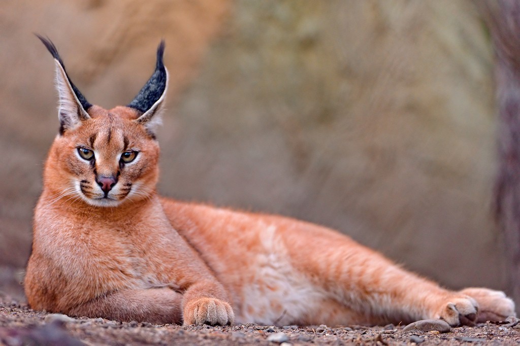 Zoo Prague