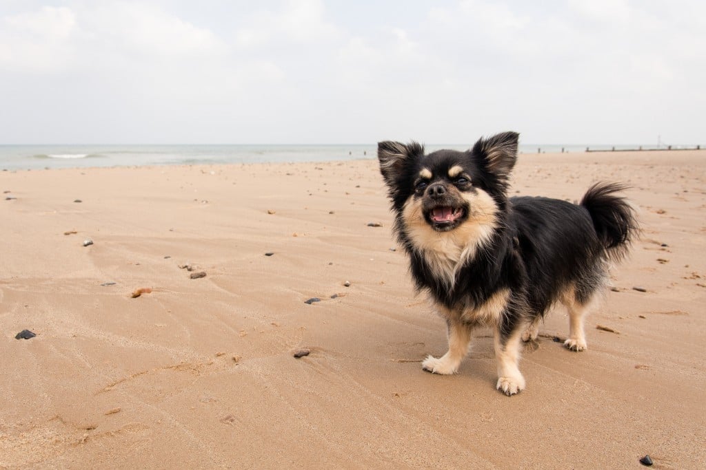 chien à la plage