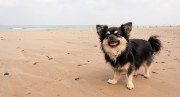 Que faire de votre animal pendant vos vacances ?