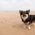 chien à la plage