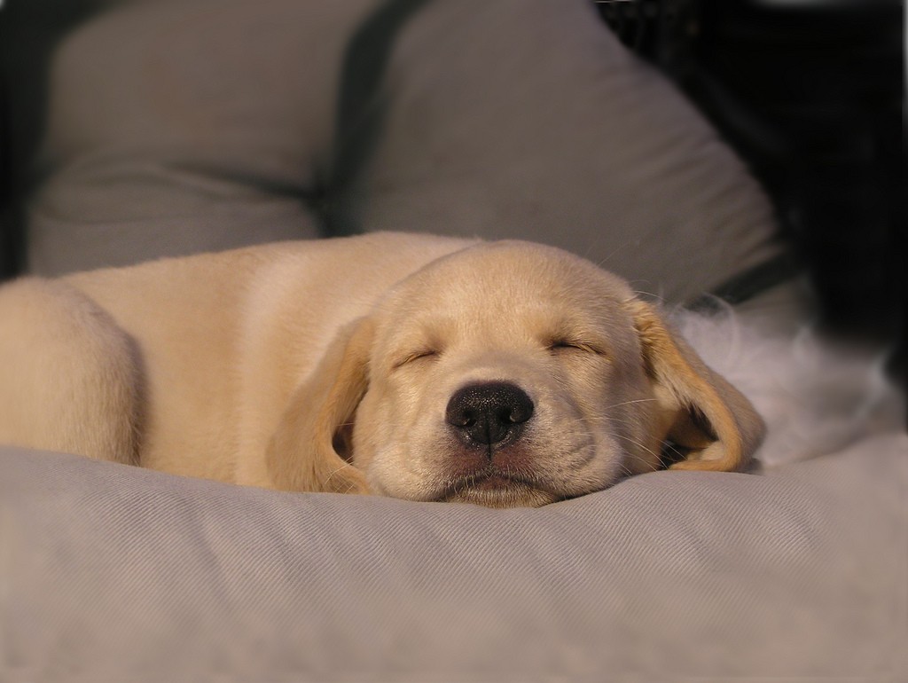 perro durmiendo