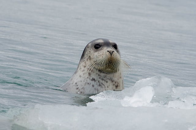 Phoque Norvège