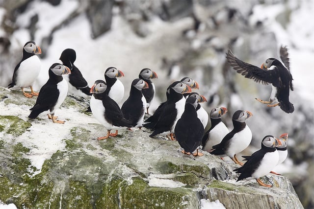 Puffins Norvège