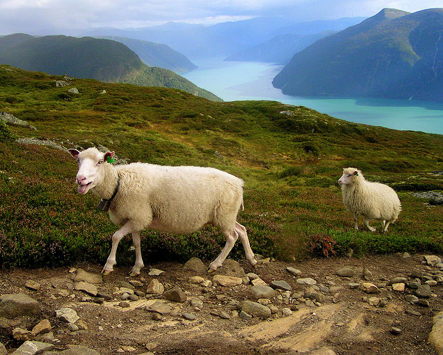 moutons en norvège