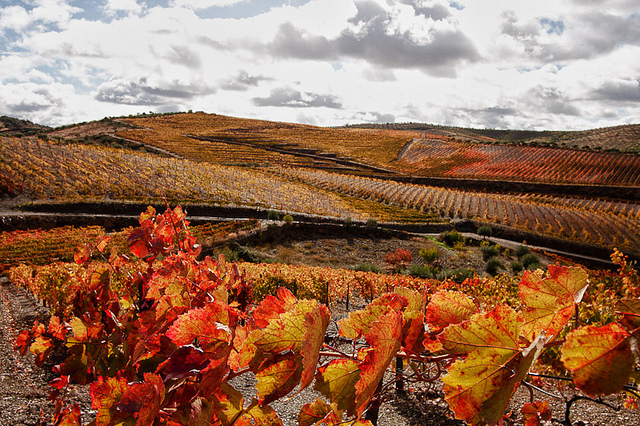 vignes Douro Portugal automne - blog eDreams