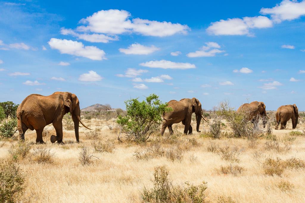 elephant kenya - blog eDreams - visiter l'Afrique