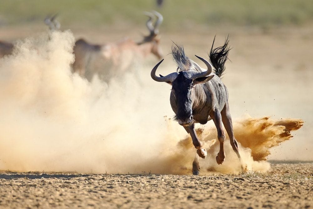 animaux afrique - blog edreams