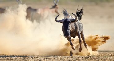 Visiter l’Afrique et découvrez les animaux de la savane