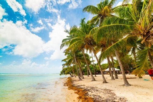 plage cocotiers guadeloupe - eDreams