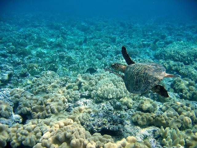 gran barrera de coral en australia