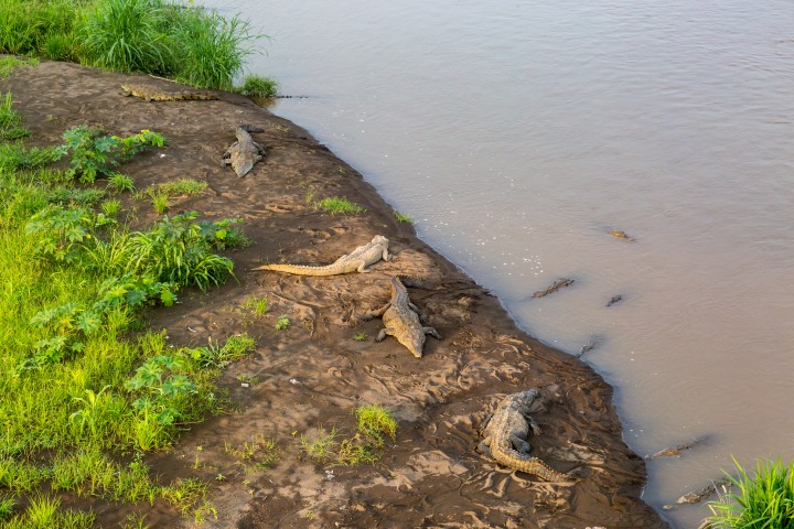 crocodile riviere costa rica - blog edreams