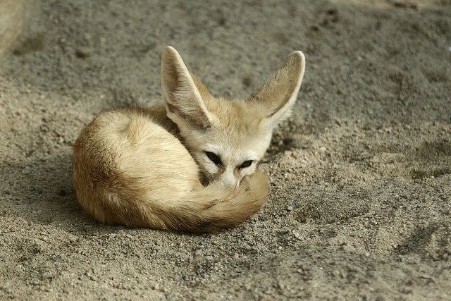 Animaux du continent africain