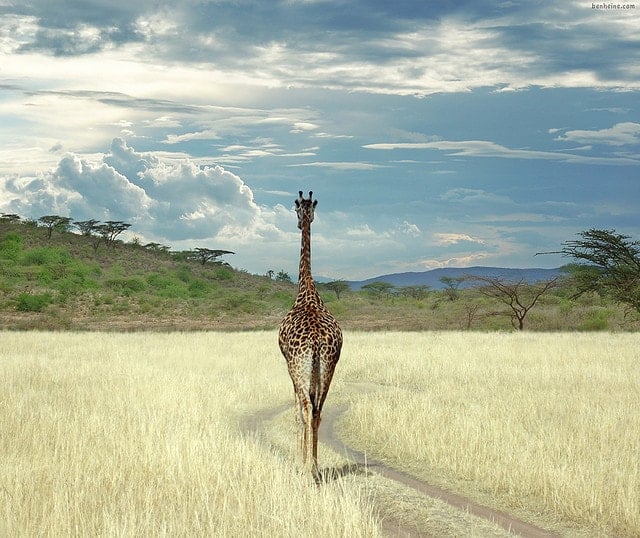 giraffe - blog eDreams - visiter l'Afrique