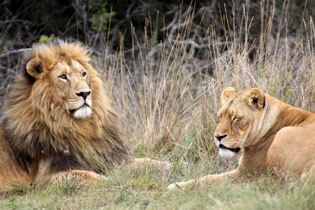 lion et lionne - blog eDreams - visiter l'Afrique