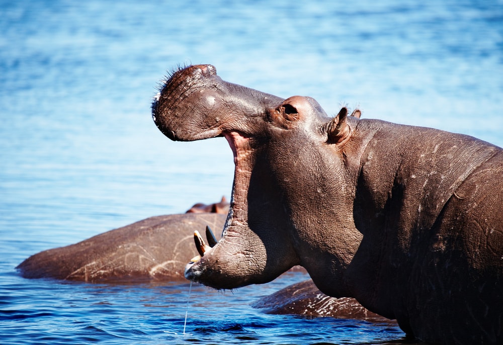 hippopotame bouche - blog eDreams - visiter l'Afrique