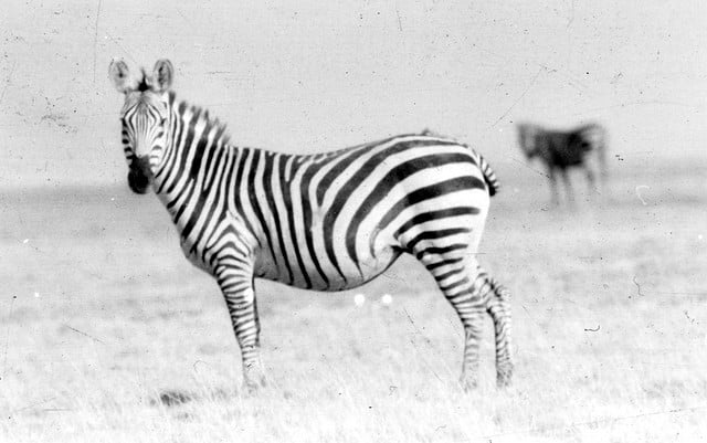 zebre - blog eDreams - visiter l'Afrique