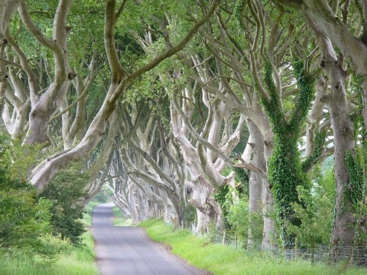 the Dark Hedges en Irlande du Nord - blog eDreams