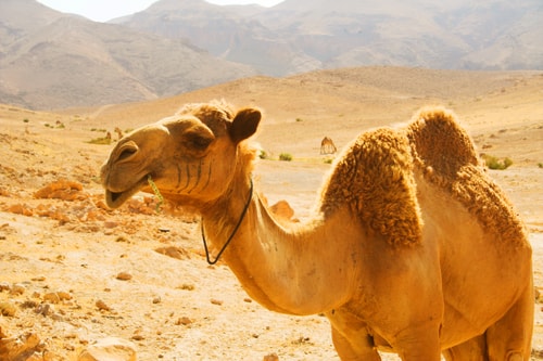 dromadaire - blog eDreams - visiter l'Afrique