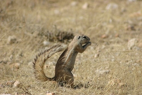 xerus afrique - blog eDreams - visiter l'Afrique