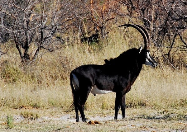 antilope noire - blog eDreams - visiter l'Afrique