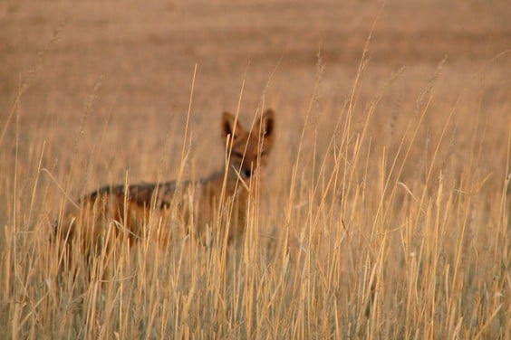 chacal - blog eDreams - visiter l'Afrique