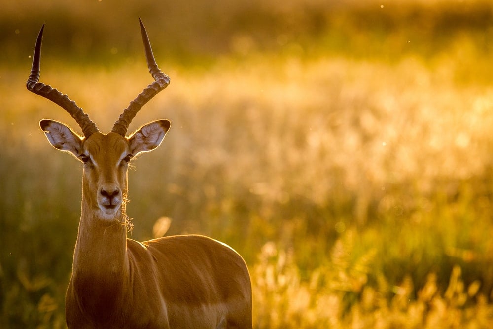 Visiter Lafrique Les Animaux De La Savane Pour Un Safari