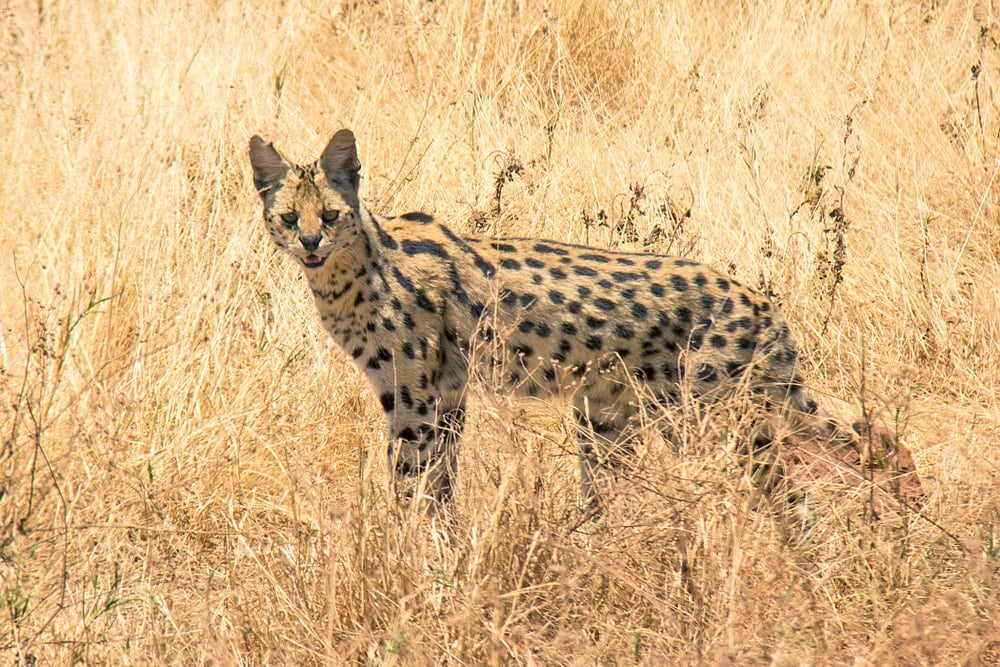 serval afrique - blog eDreams - visiter l'Afrique