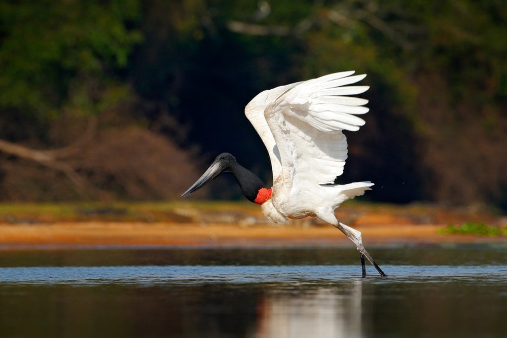 jabiru afrique - blog eDreams - visiter l'Afrique