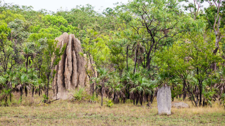 termitiere geante parc national litchfield nord australie - blog eDreams
