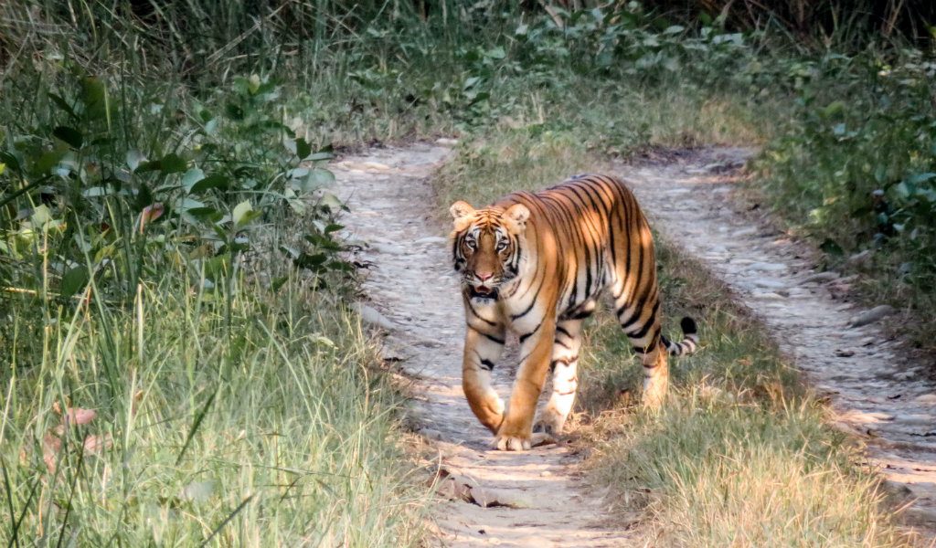 tigre safari nepal - blog edreams