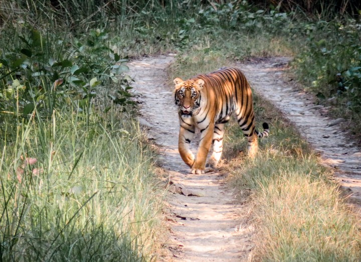 tigre jungle nepal - blog edreams