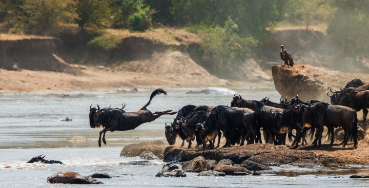 buffle safari kenya - blog edreams