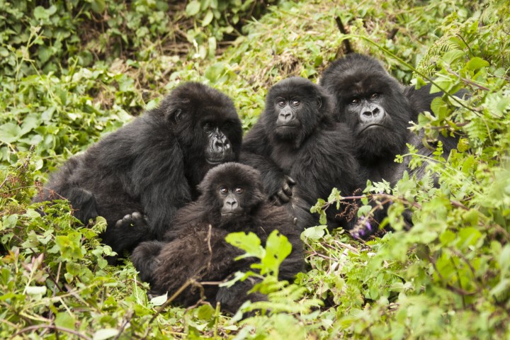 gorille nature rwanda - blog edreams