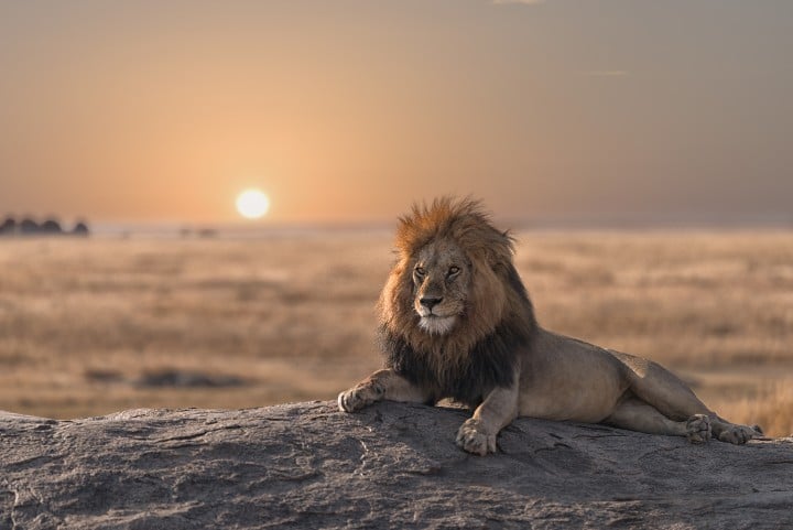 lion savane tanzanie - blog edreams