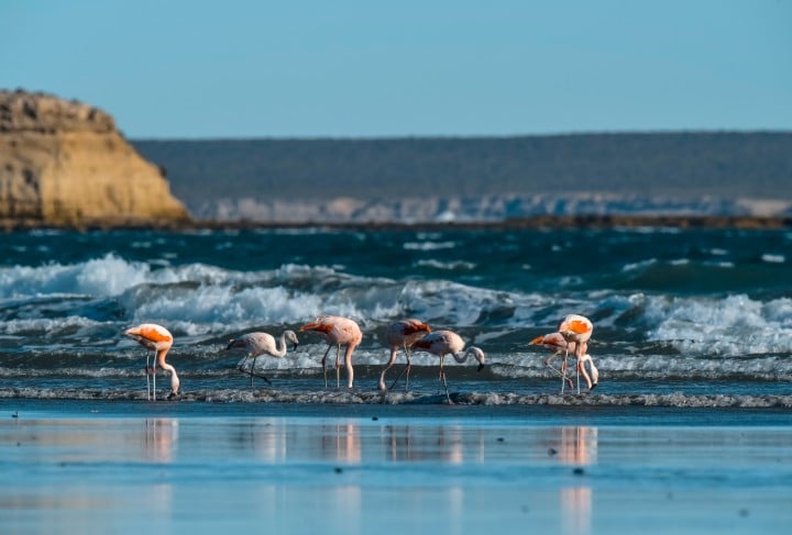 plage flamants roses valdes argentine - blog edreams