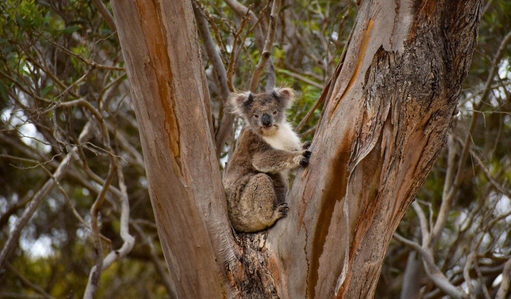 koala arbre australie