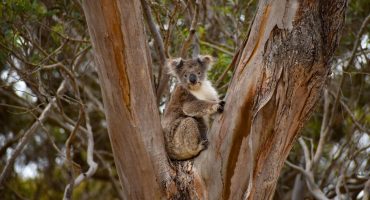 Incendies en Australie : comment apporter son soutien ?