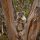 koala arbre australie