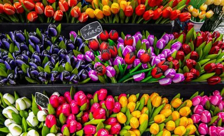 tulipes amsterdam