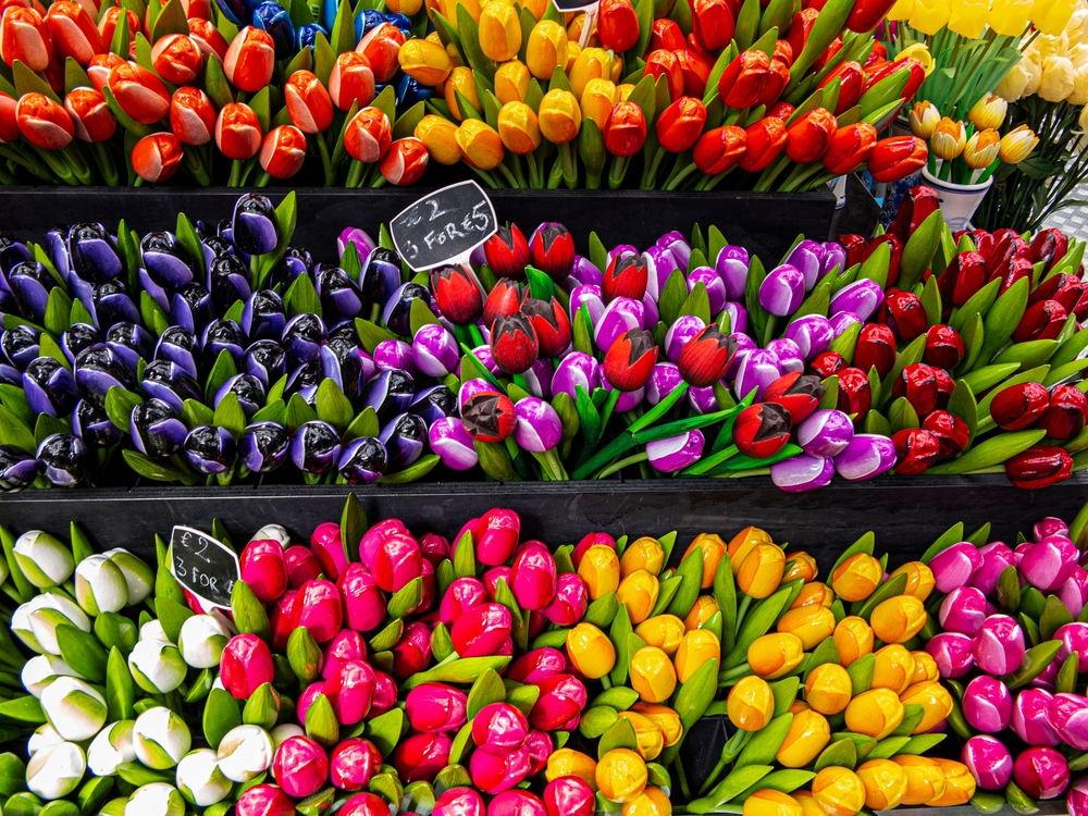 tulipes amsterdam