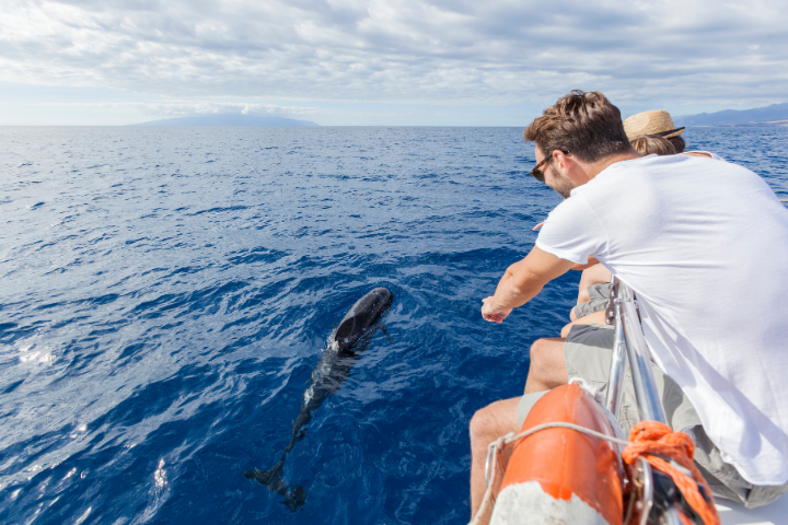 Observer des dauphins à Tenerife