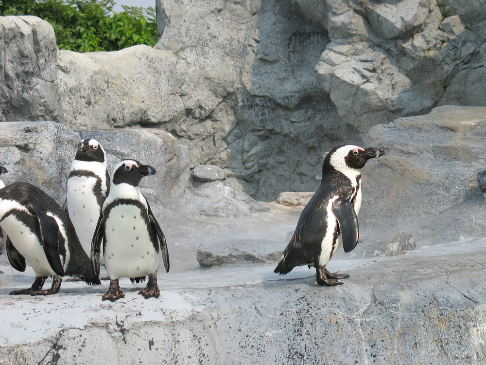 manchots du Cap