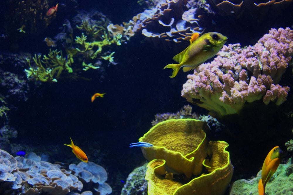 poissons aquarium la rochelle