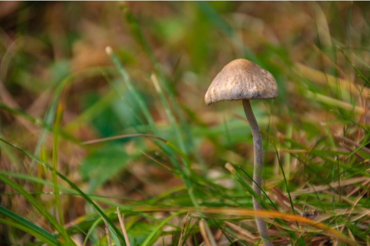 Un champignon dans les Pyrénées de la province de Barcelone