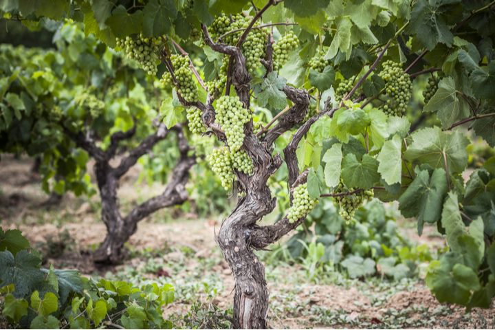 raisins dans les vignes de Penedès