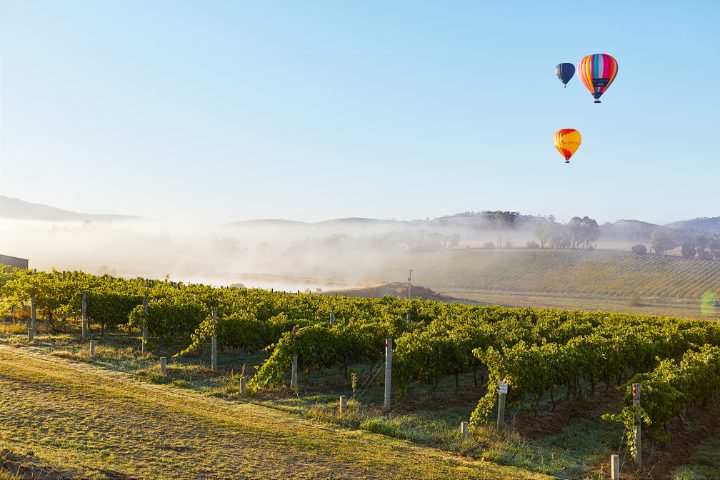 Des ballons au dessus d'une région viticole