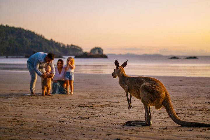 Une famille devant un kangourous