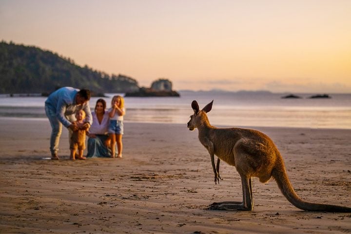 Une famille devant un kangourous